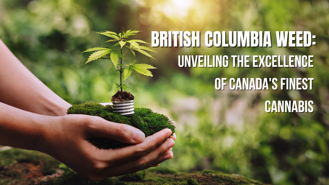 British Columbia Weed: Unveiling the Excellence of Canada's Finest Cannabis